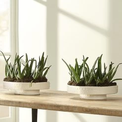 Coco 13 X 13 Inch White Ceramic Pedestal 15 Coco 13 X 13 Inch White Ceramic Pedestal -Jamie Young Co Shop 7coco pewh 5